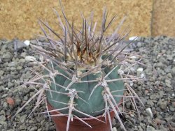 Gymnocalycium armatum, pot 7 cm