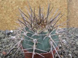 Gymnocalycium armatum, pot 7 cm - 12408705