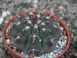 Gymnocalycium vatteri unguispinum, pot 5,5 cm - 12408708