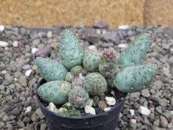 Puna mandragora, květináč 5,5 cm - 12408717