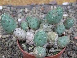 Puna mandragora, květináč 7 cm - 12408722