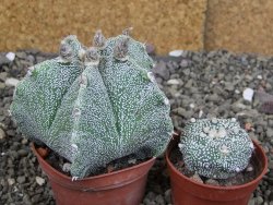 Astrophytum Dinosaur X Onzuko 6,5 cm - 12408737