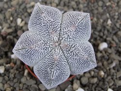 Astrophytum Onzuko V type, pot 5,5 cm - 12408739