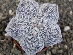 Astrophytum Onzuko V type, pot 5,5 cm - 12408740
