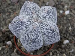 Astrophytum Onzuko V type, pot 5,5 cm - 12408741
