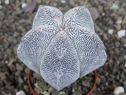 Astrophytum Onzuko V type, pot 5,5 cm - 12408742