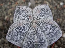 Astrophytum Onzuko V type, pot 5,5 cm - 12408743