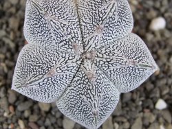Astrophytum Onzuko V type, pot 5,5 cm