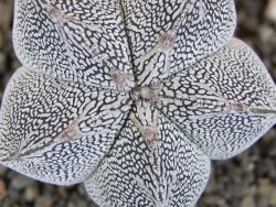 Astrophytum Onzuko V type, pot 5,5 cm - 12408745