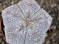 Astrophytum Onzuko V type, pot 5,5 cm