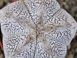Astrophytum Onzuko V type, pot 5,5 cm - 12408747