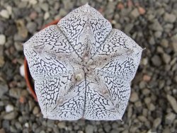 Astrophytum Onzuko V type, pot 5,5 cm - 12408748