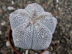 Astrophytum Onzuko V type, pot 5,5 cm - 12408749