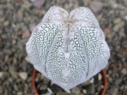 Astrophytum Onzuko V type, pot 5,5 cm - 12408750