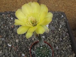 Echinopsis hybrid pot 5,5 cm - 12408751