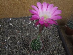 Echinopsis hybrid semenáč, květináč 5,5 cm - 12408763