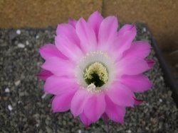 Echinopsis hybrid semenáč, květináč 5,5 cm