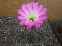 Echinopsis hybrid semenáč, květináč 5,5 cm - 12408765