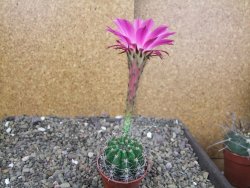 Echinopsis hybrid semenáč, květináč 5,5 cm - 12408766