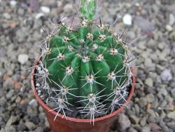 Echinopsis hybrid semenáč, květináč 5,5 cm - 12408767