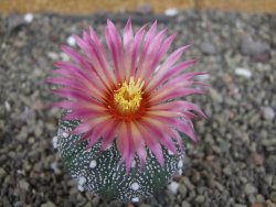 Astrophytum  asterias X red červený květ, akabana, pot 5,5 cm