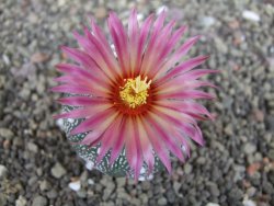 Astrophytum  asterias X red červený květ, akabana, pot 5,5 cm - 12408769