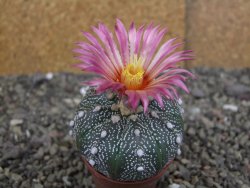 Astrophytum  asterias X red červený květ, akabana, pot 5,5 cm - 12408770