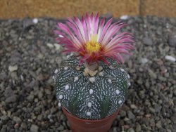 Astrophytum  asterias X red červený květ, akabana, pot 5,5 cm - 12408771