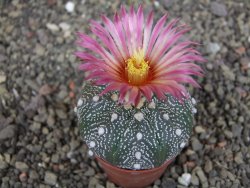 Astrophytum  asterias X red červený květ, akabana, pot 5,5 cm - 12408772