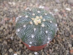 Astrophytum  asterias X red červený květ, akabana, pot 5,5 cm - 12408773