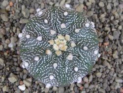 Astrophytum  asterias X red červený květ, akabana, pot 5,5 cm - 12408774