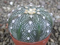 Astrophytum  asterias X red červený květ, akabana, pot 5,5 cm - 12408775