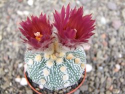 Astrophytum  asterias X red červený květ, akabana, pot 5,5 cm