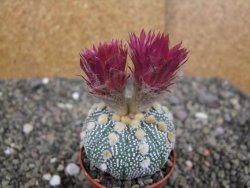 Astrophytum  asterias X red červený květ, akabana, pot 5,5 cm - 12408780