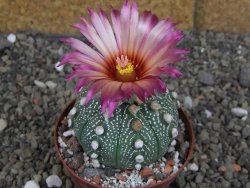 Astrophytum  asterias X red červený květ, akabana, pot 8 cm