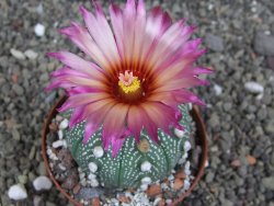 Astrophytum  asterias X red červený květ, akabana, pot 8 cm - 12408785