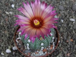 Astrophytum  asterias X red červený květ, akabana, pot 8 cm - 12408786