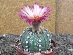 Astrophytum  asterias X red červený květ, akabana, pot 8 cm - 12408787