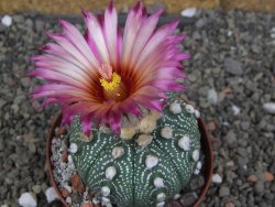 Astrophytum  asterias X red červený květ, akabana, pot 8 cm - 12408788