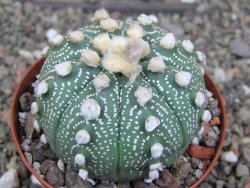 Astrophytum  asterias X red červený květ, akabana, pot 8 cm - 12408789