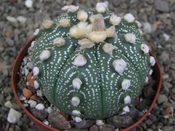 Astrophytum  asterias X red červený květ, akabana, pot 8 cm - 12408790