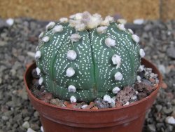 Astrophytum  asterias X red červený květ, akabana, pot 8 cm - 12408791
