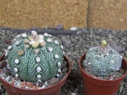 Astrophytum  asterias X red červený květ, akabana, pot 8 cm - 12408792