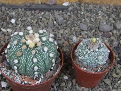 Astrophytum  asterias X red červený květ, akabana, pot 8 cm - 12408793