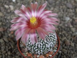 Astrophytum  asterias X red červený květ, akabana, pot 5,5 cm - 12408795