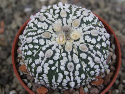 Astrophytum  asterias X red červený květ, akabana, pot 5,5 cm - 12408800