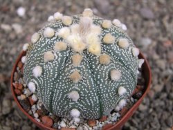 Astrophytum  asterias X red červený květ, akabana, pot 8 cm - 12408808