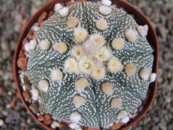 Astrophytum  asterias X red červený květ, akabana, pot 8 cm - 12408810