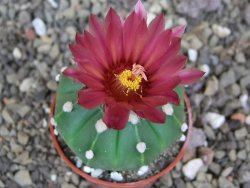 Astrophytum  ast nudum X red červený květ, akabana, pot 5,5 cm - 12408821