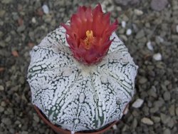 Astrophytum  Super Kabuto X red červený květ, akabana, pot 6,5 cm